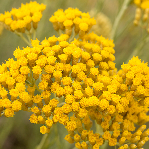 Helichrysum